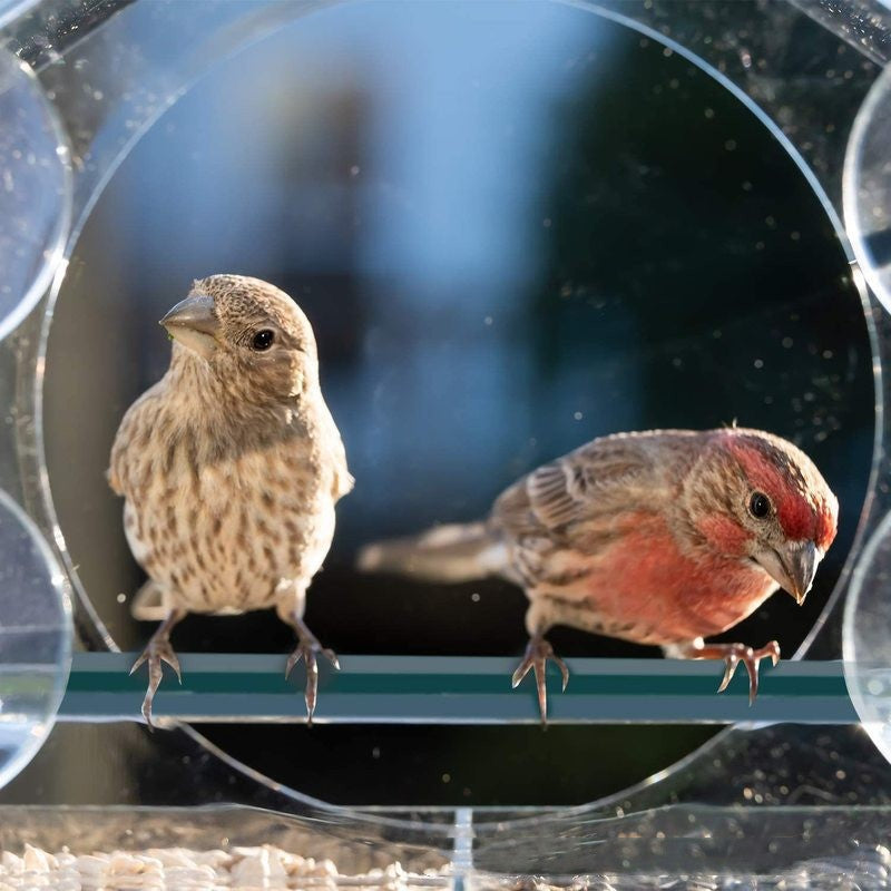 Bird Feeder | HomeStract Creative Simple Transparent Acrylic Bird Feeder | f6c5ad-5d.myshopify.com